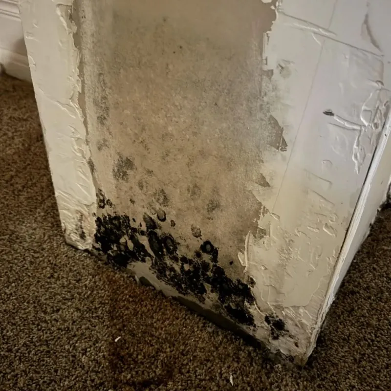 Professional Mold Removal in Paulding County, GA